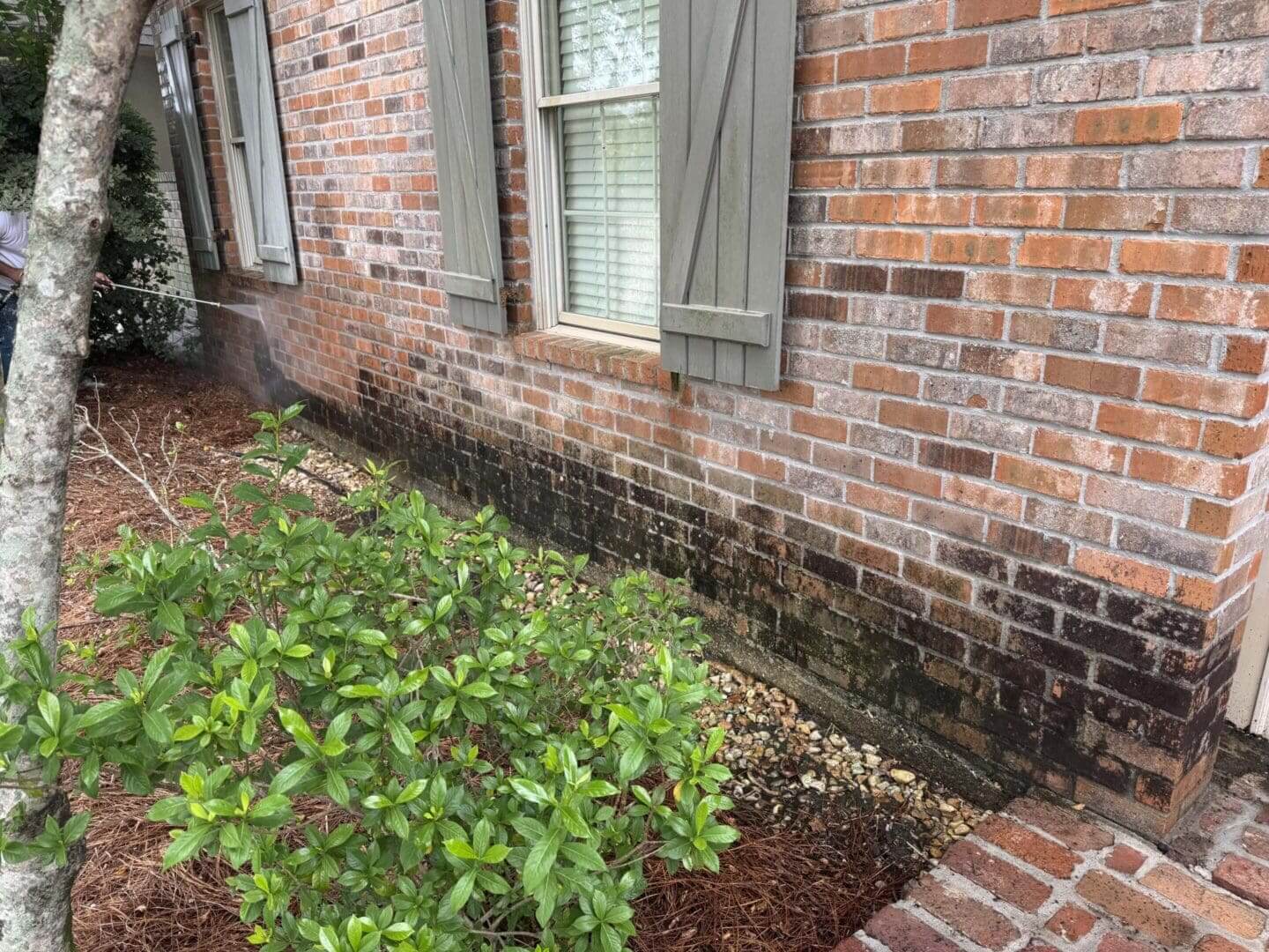 Brick wall with mold and green shrub.